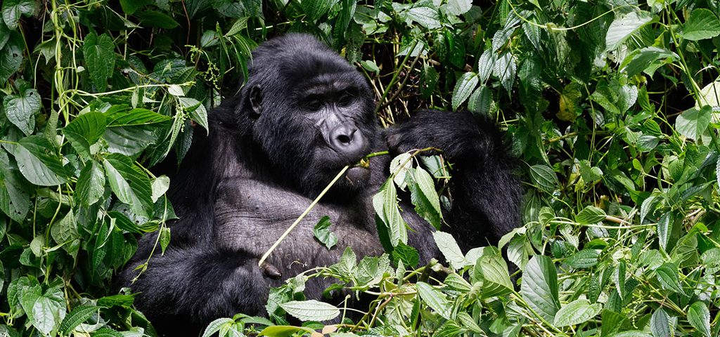 Nightlife in the Gorilla Highlands