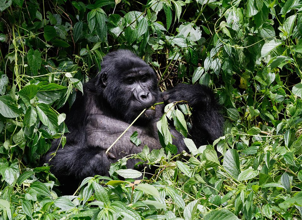 Nightlife in the Gorilla Highlands