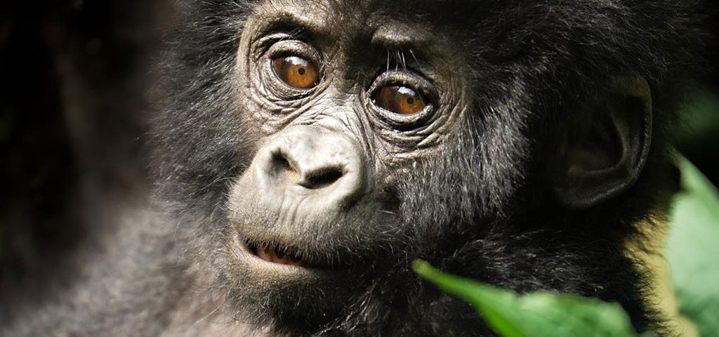 Uganda’s Gorilla Rangers