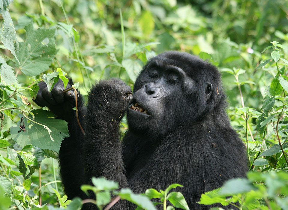 The Role of Female Gorillas in Gorilla Social Structure