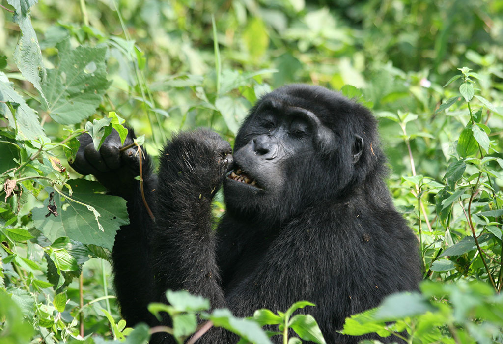 The Role of Female Gorillas in Gorilla Social Structure