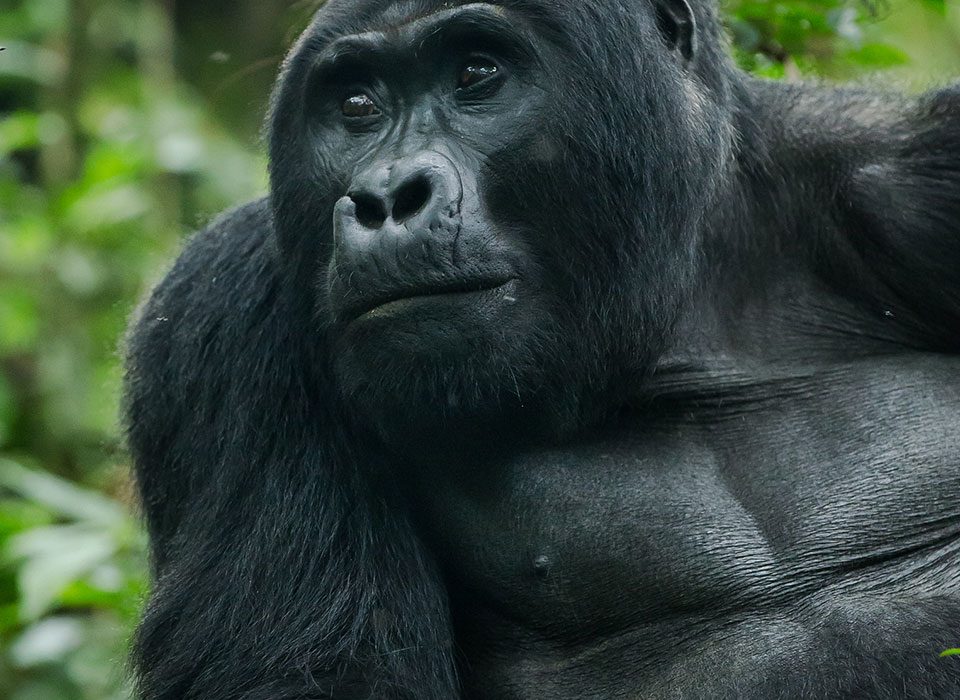 The Unique Behavior of Mountain Gorillas