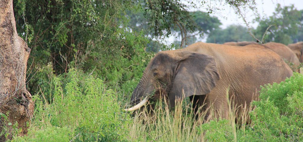 Lifestyle of Elephants in Uganda