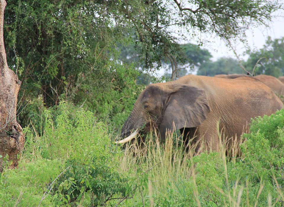 Lifestyle of Elephants in Uganda