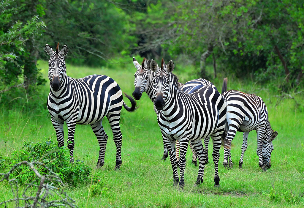 Where to find zebras in Uganda