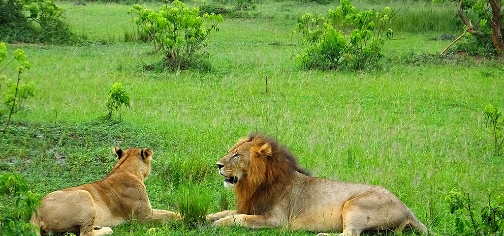 Reproduction in lions