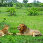 Reproduction in lions