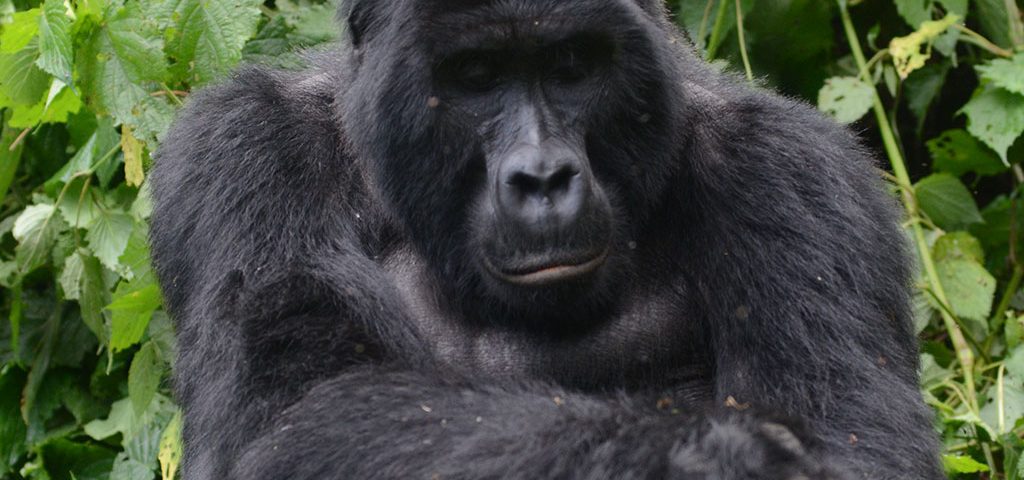 mountain gorillas