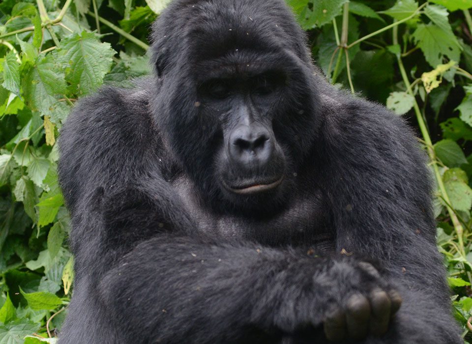 mountain gorillas