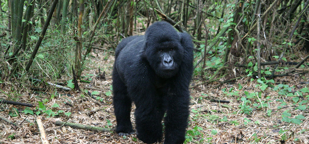 Gorilla trekking beyond Bwindi