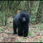 Gorilla trekking beyond Bwindi