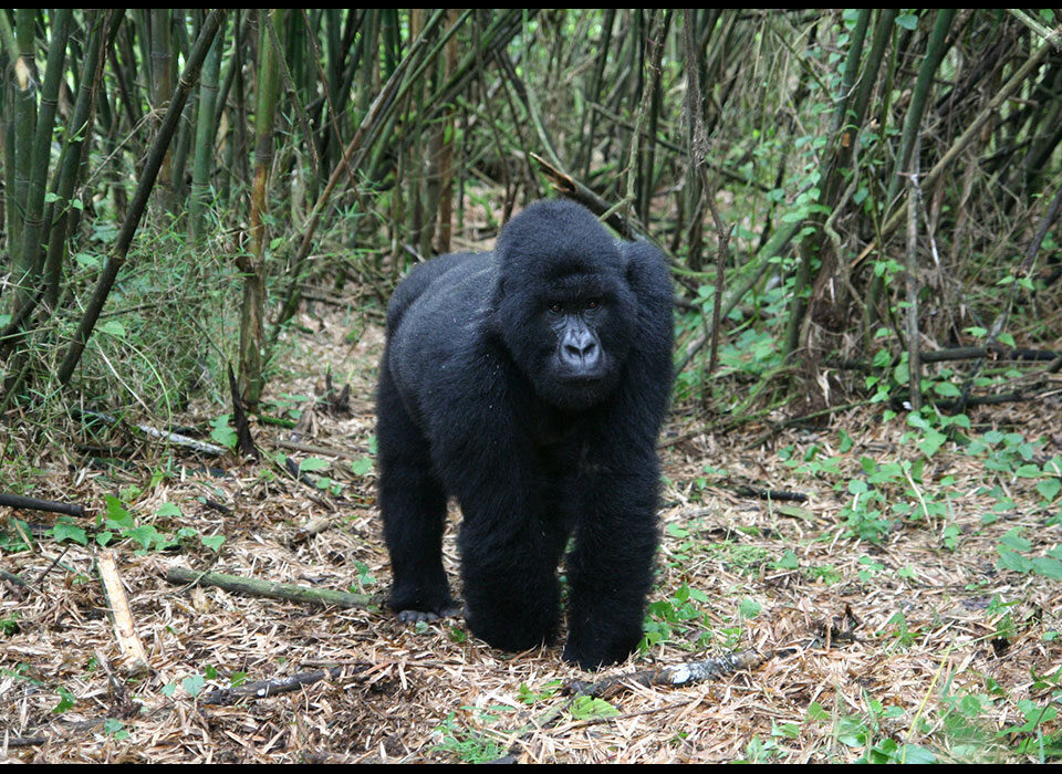 Gorilla trekking in Rwanda