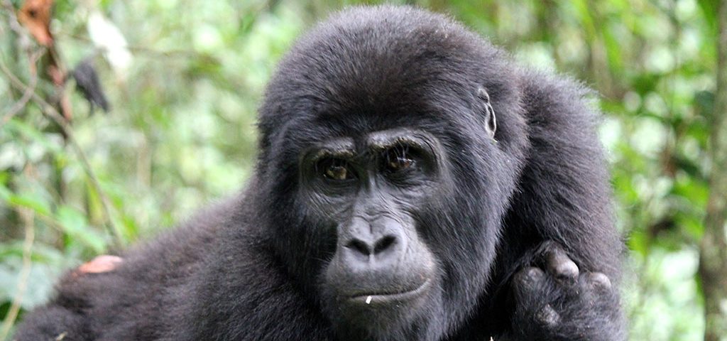 gorilla trekking in Uganda and Rwanda