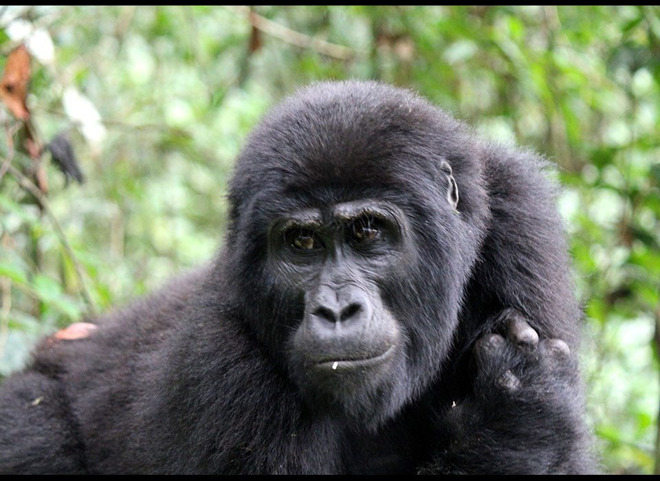 gorilla trekking in Uganda and Rwanda