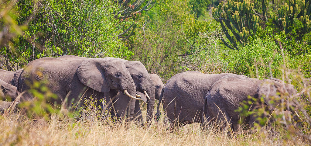 Best Parks to See Elephants in Uganda