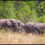 Best Parks to See Elephants in Uganda