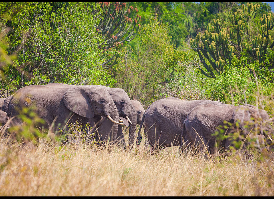 Best Parks to See Elephants in Uganda