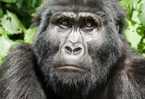 What Gorillas in Bwindi Feed On