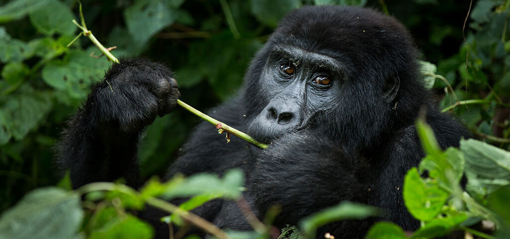 mountain gorillas in Uganda