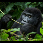 mountain gorillas in Uganda