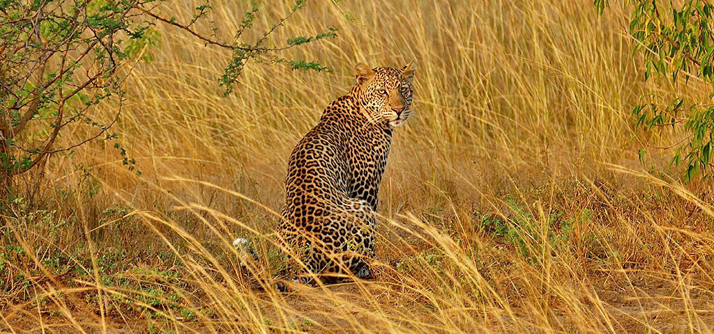 Lifestyle of leopards in Uganda