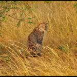 Lifestyle of leopards in Uganda