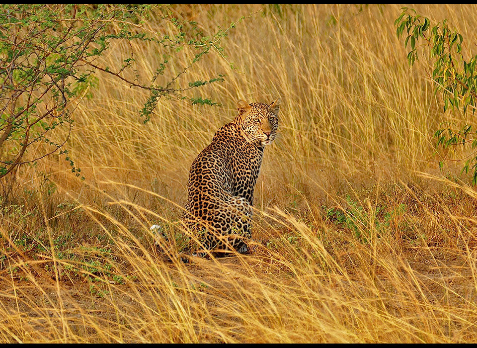 Lifestyle of leopards in Uganda