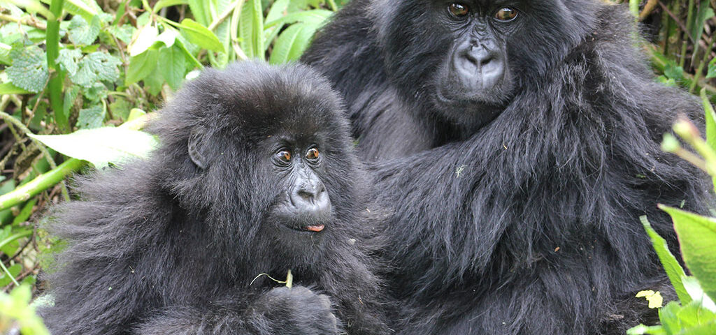 Trekking gorillas in Rwanda