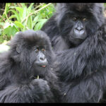 Trekking gorillas in Rwanda