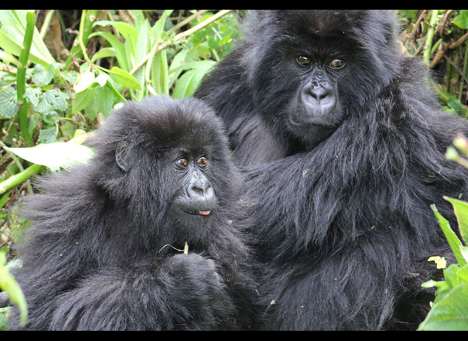 Trekking gorillas in Rwanda