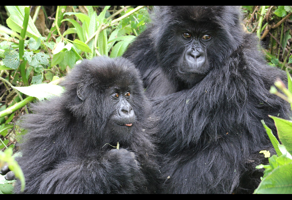 Trekking gorillas in Rwanda