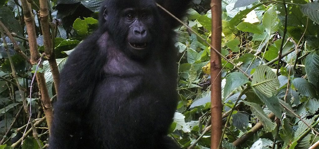 Gorilla Trekking in Uganda