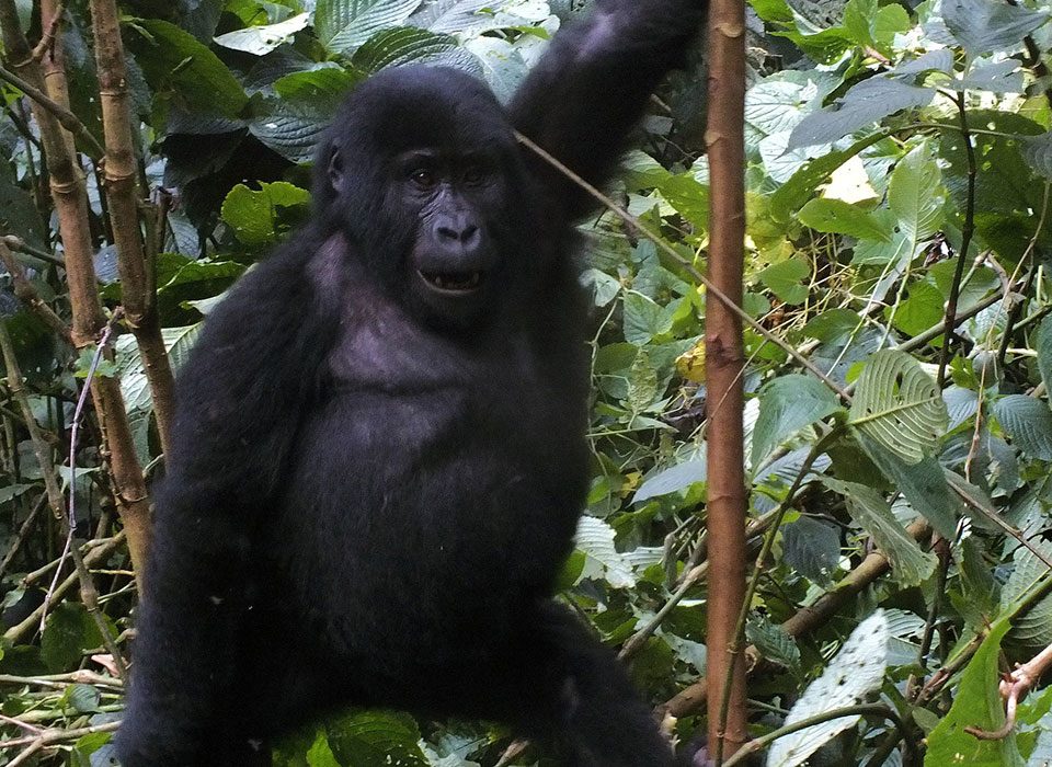 Gorilla Trekking in Uganda