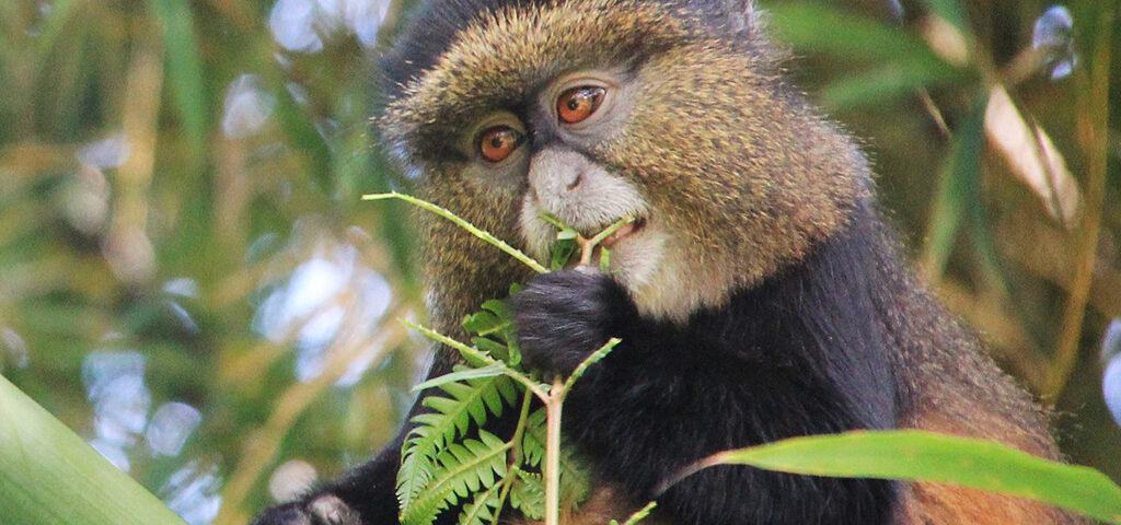 Golden monkeys alongside gorillas