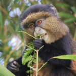 Golden monkeys alongside gorillas