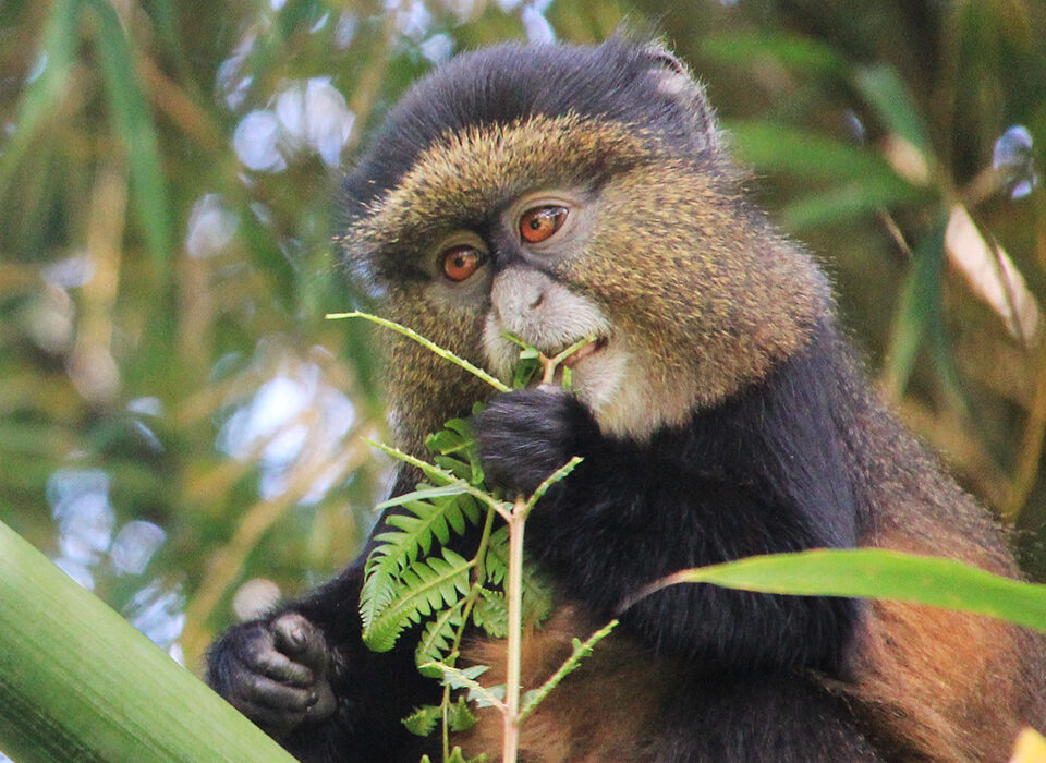 Golden monkeys alongside gorillas