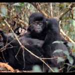 Gorilla trekking honeymoon destination