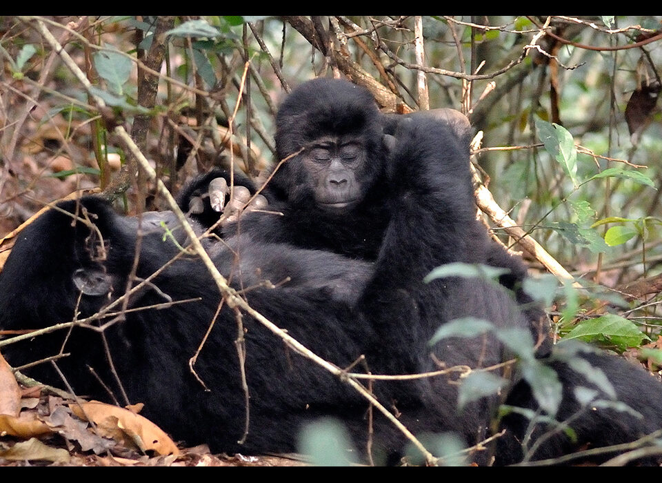 Gorilla trekking honeymoon destination