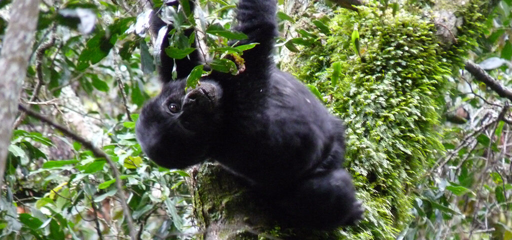 gorilla trekking supports sustainable travel