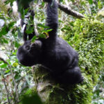 gorilla trekking supports sustainable travel