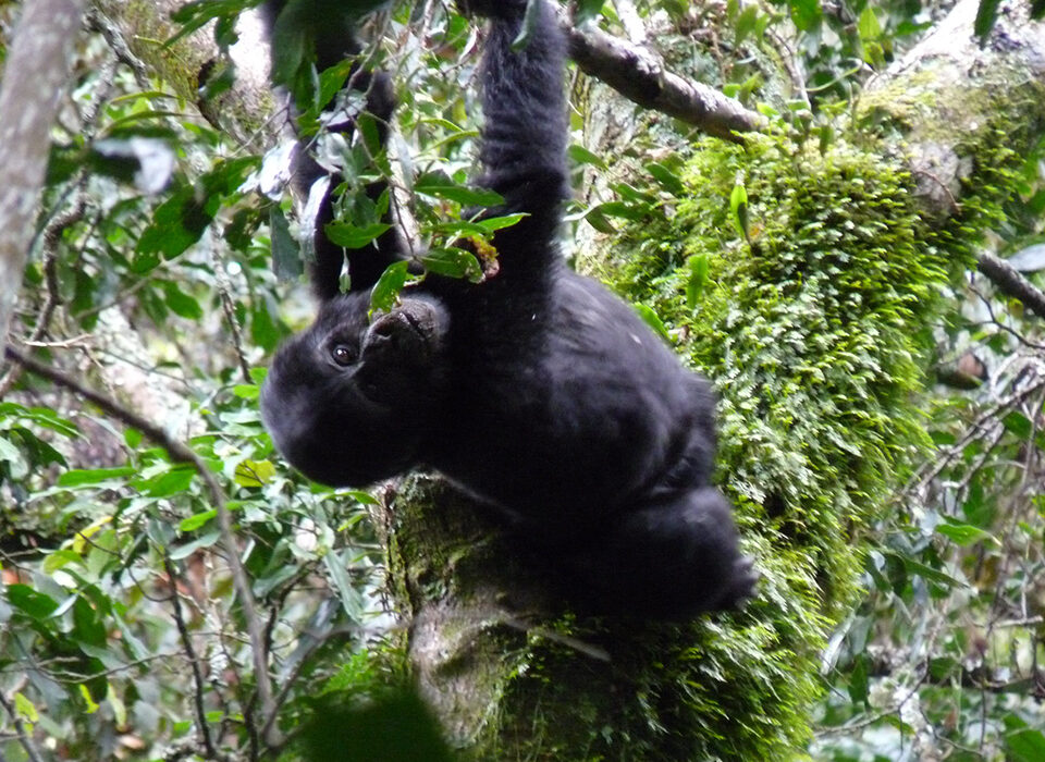 gorilla trekking supports sustainable travel