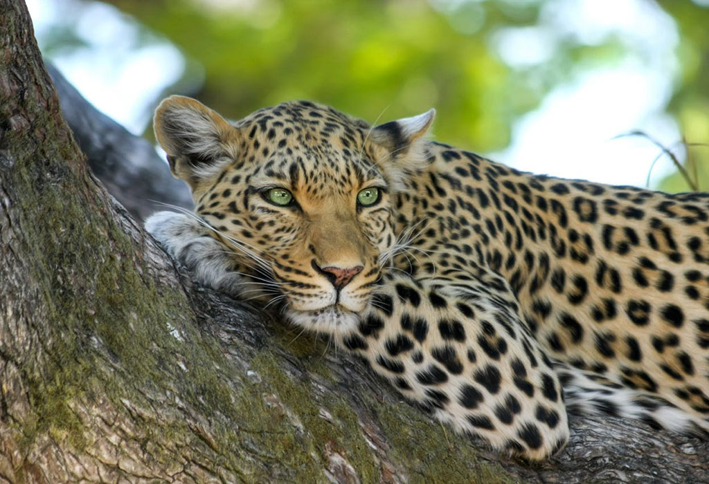 leopard tracking Uganda