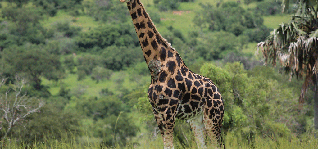 East Africa Safari Guide